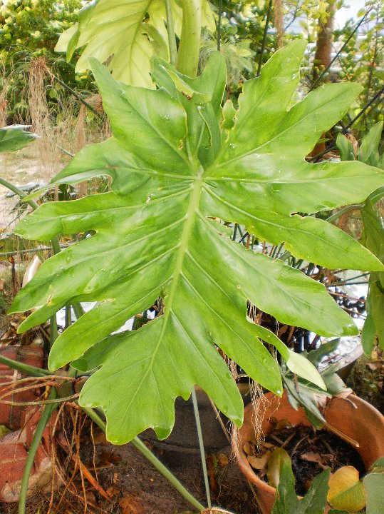 Philodendron.JPG - Philodendron